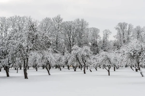 Drzew ogrodu w zimowy dzień — Zdjęcie stockowe