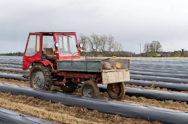 Prepared beds for planting blueberries — Stock Photo, Image