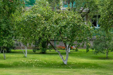 Sonbaharda elma ağaçları.