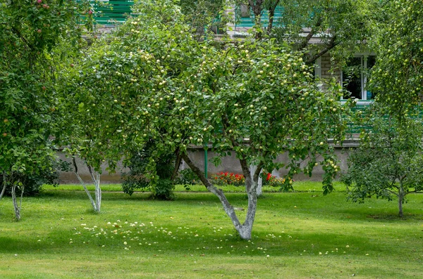 Sonbaharda elma ağaçları.