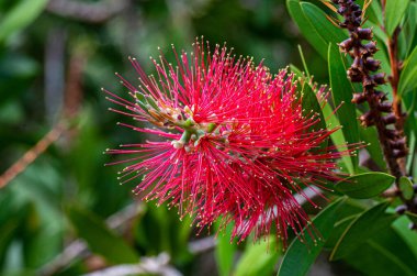 Parlak kırmızı pohutukawa çiçeği