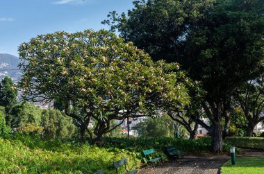 Parktan Funchal şehrinin manzarası
