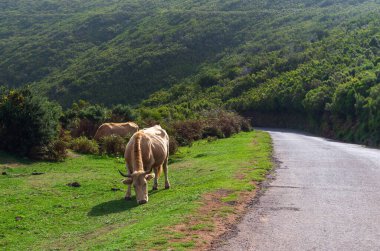 Dağlarda duran inek