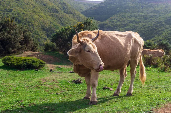 Cow standing in mountains