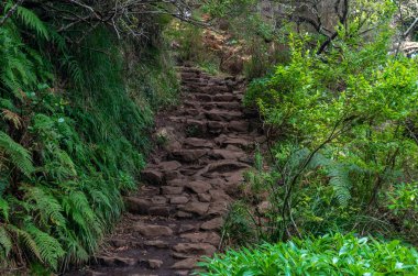 Doğada yürüyüş yolu