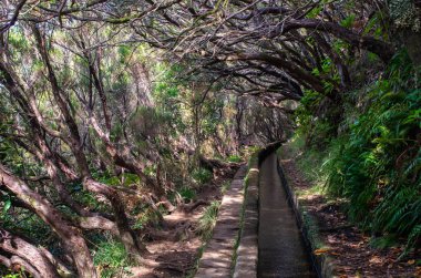 Sulama kanalı levada