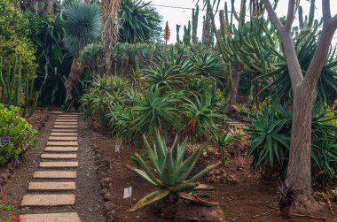 Funchal şehrindeki Tropik Botanik Bahçesi