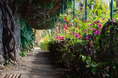 Botanik Bahçesindeki patika