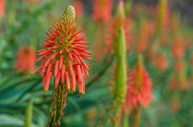 Madeira 'da agave çiçekleri