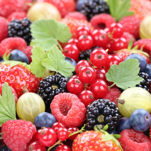 Frutos silvestres bagas orgânicas frescas coleta de frutas morangos — Fotografia de Stock