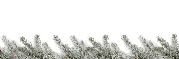 Christmas decoration fir tree branches snow winter isolated on w — Stock Photo, Image
