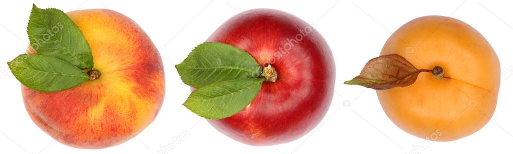 Peach nectarine apricot fruits top view from above isolated on w