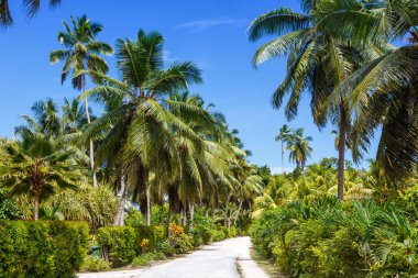 Palms Seyşeller La Digue tatil yolu tatil cenneti simgesel palmiye tatili