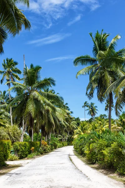 Palms Seychelles Digue Útvonal Nyaralás Nyaralás Nyaralás Paradicsom Portré Formátum — Stock Fotó