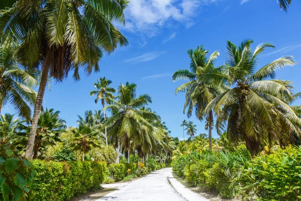 Palms Seychelles Digue Útvonal Nyaralás Nyaralás Nyaralás Utazás Paradicsom Szimbolikus — Stock Fotó