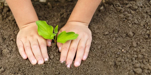 子供の手植えツリー植物自然生態学コンセプトガーデンバナーコピースペースガーデニング — ストック写真