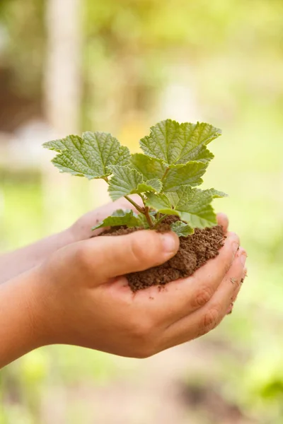 植物を保持する子供の手新しいライフコンセプト自然リビングガーデンコピースペース小さな木の園芸 — ストック写真