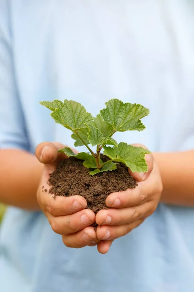 New Life Plant Child Hands Holding Tree Nature Living Copyspace — Stock Photo, Image