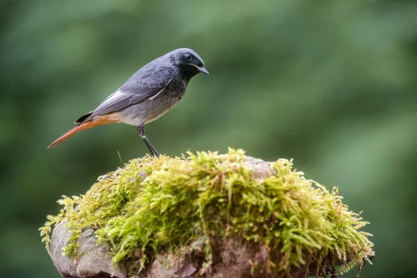 Redstart μαύρο πουλί — Φωτογραφία Αρχείου