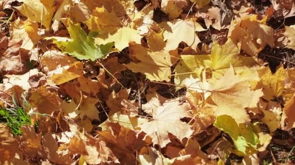 Zwarte schoen stappen op gele bladeren op zonnige dag in de herfst park — Stockvideo