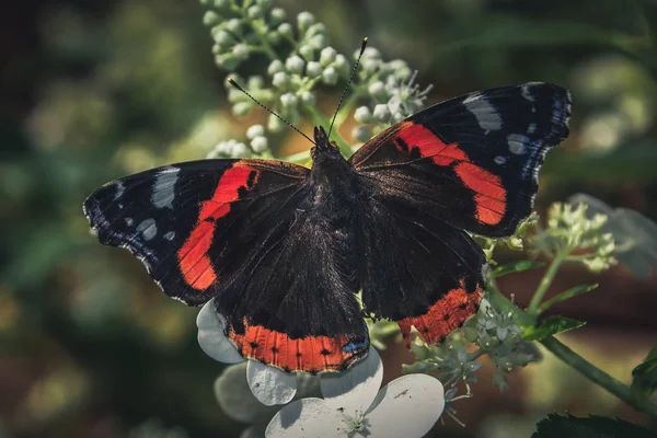 Fluture Model Portocaliu Strălucitor — Fotografie de stoc gratuită