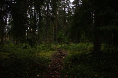 Kırsal kesimde çam ağaçları olan güzel patika..