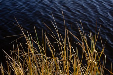 Göl kıyısındaki tarlada kuru otlar, yakın plan..