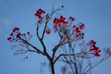 Mavi gökyüzüne karşı kurumuş ağaç dallarında kırmızı yaban mersini..