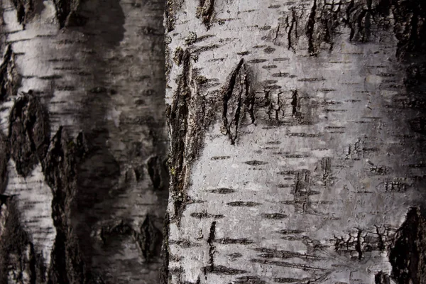 Abstract background with birch tree bark.