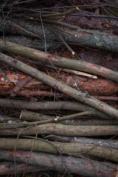 Busteni Vechi Din Lemn Fundal Natural — Fotografie de stoc gratuită