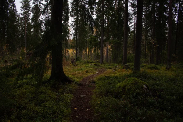 Drumul Țară Toamnă Copaci Forestieri Peisaj Uimitor Finlanda — Fotografie de stoc gratuită