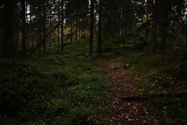 Podzimní Venkovská Cesta Lesních Stromech Úžasná Krajina Finsku — Stock fotografie zdarma