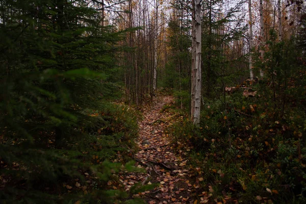 Autumnal Path Dengan Pohon Pinus Hutan Pedesaan — Foto Stok Gratis