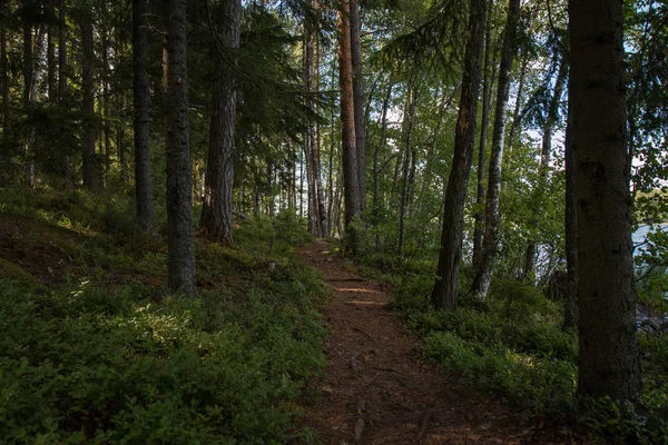 Calea Toamnă Pini Pădurea Rurală — Fotografie de stoc gratuită