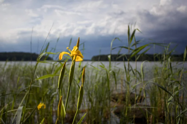 Fiore Giallo Bellissimo Paesaggio Con Lago Sullo Sfondo — Foto stock gratuita
