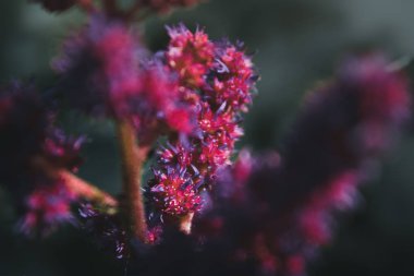 mor çiçeklerin makro görünümü