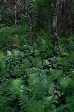 eğreltiotlu yeşil orman  