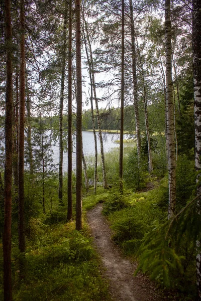 Pinos Bosque Verano — Foto de Stock