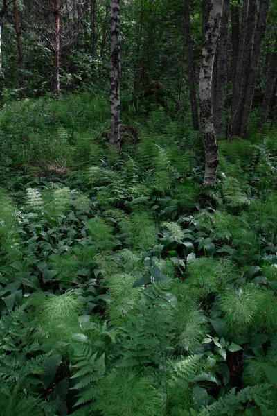 Hutan Hijau Dengan Pakis — Stok Foto