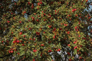 kırmızı meyve ağacı yakın plan görünümü 