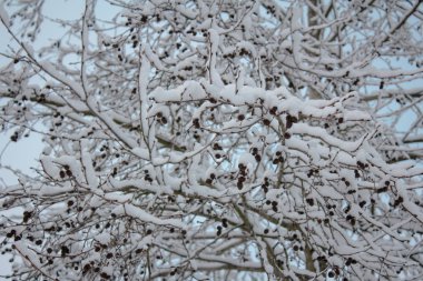 kar ile kaplı ağacın dalları