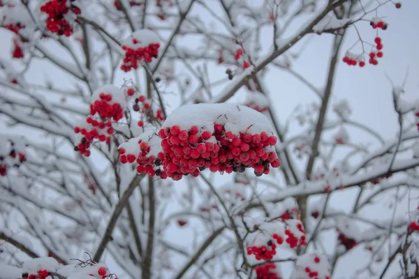 Rote Winterbeeren Auf Dem Baum — Stockfoto