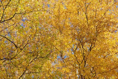 Sonbahar Park altın ağaçlar.