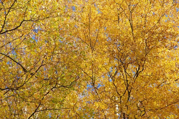 Copaci Aurii Parcul Toamnă — Fotografie, imagine de stoc