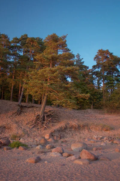 Piękne Sosny Lesie — Zdjęcie stockowe