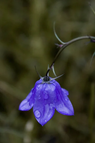 Beautiful Wild Flower Close View — Stock Photo, Image