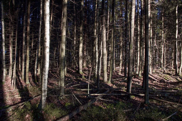 Pini Bătrâni Pădure — Fotografie, imagine de stoc