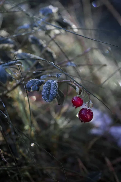 Fructe Padure Rosii Padure Vedere Aproape — Fotografie, imagine de stoc