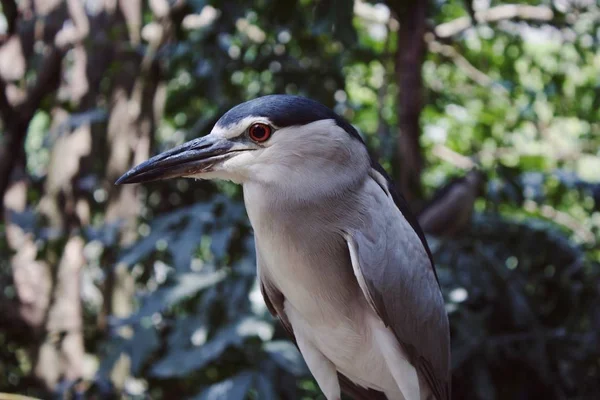 beautiful tropical bird in the jungle