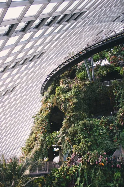 Singapur, Gardens 'taki Supertree Grove' da yürüyorum..